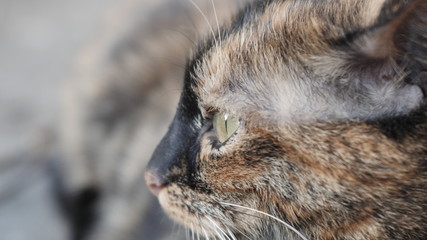 colored cat on the hunt