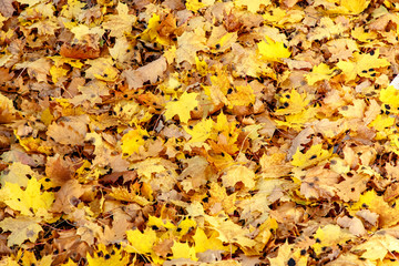 Many yellow maple leaves lie on the ground.