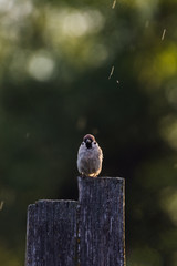 Cute sparrows on the fence in the rain with a very beautiful bokeh at sunset