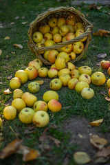 apples in wicker basket