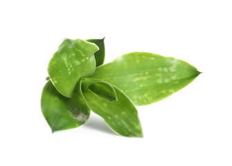 Beautiful green bamboo leaves on white background