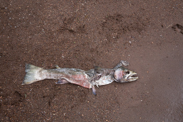 Dead steelhead