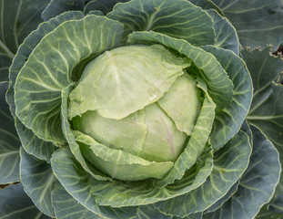 Obraz premium Green Cabbage 