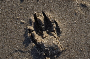Pfotenabdruck im Sand