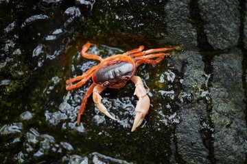 Japanese Freshwater Crab