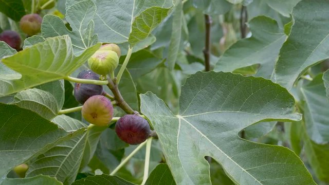 Ripening fruits of figs on the Ficus carica tree. Rainy weather.