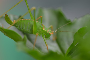 Grashüpfer auf Blatt