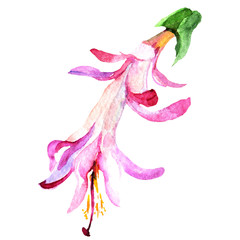 Watercolor pink flower cacti. Floral botanical flower. Isolated illustration element. Aquarelle wildflower for background, texture, wrapper pattern, frame or border.