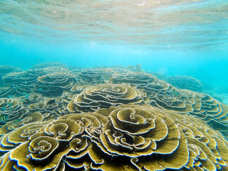 Shallow coral reef underwater with Turbinaria corals in good condition, Maldives Island Reef