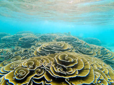 Fototapeta Shallow coral reef underwater with Turbinaria corals in good condition, Maldives Island Reef