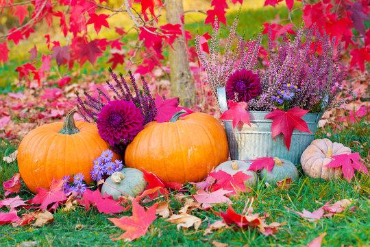 Bunte Herbst Dekoration im Garten -  Kürbisse, Blumen und Herbstlaub