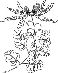 Vector drawing of decorative orchid