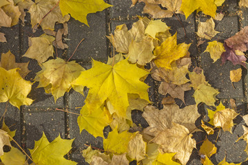 autumn leaves background