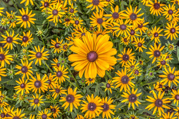 Black-eyed Susan flowers 
