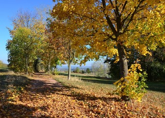 Fototapeta na wymiar Herbstlich bunter Ahornbaum in Baumreiche am Weg unter blauem Himmel