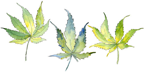 Green cannabis leaf. Leaf plant botanical garden floral foliage. Isolated illustration element. Aquarelle leaf for background, texture, wrapper pattern, frame or border. © yanushkov