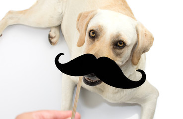 LABRADOR DOG WITH BLACK MUSTACHE OR MOUSTACHE ISOLATED AGAINST WHITE BACKGROUND