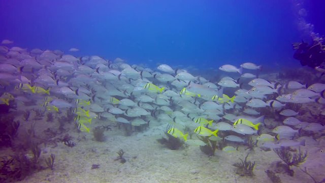 A schol of grunt fish swimming past a coral reef in the waters off Playa del Carmen.