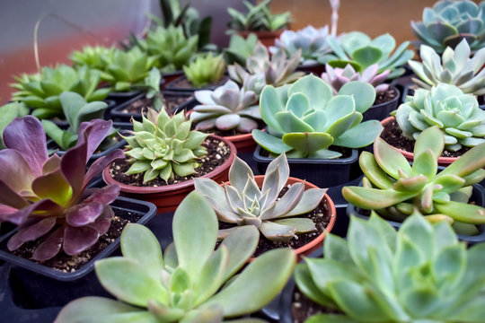 Close up of different varietal agave succulent plants in pots, selective focus. various types of succulent plant pot - echeveria, Graptoveria, Haworthia, sempervivum, flowering house, house plants