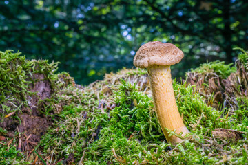 Pilze