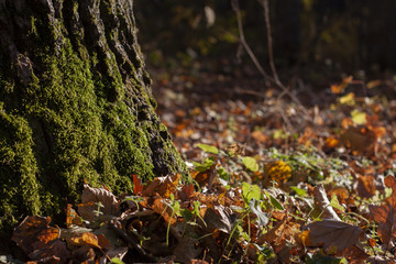 Naklejka na ściany i meble The trunk of the tree is covered with moss. Yellow leaves on the ground. Blurred background.