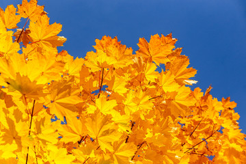 Yellow maple leaves. The sun's rays through the yellow leaves. Bright yellow background.