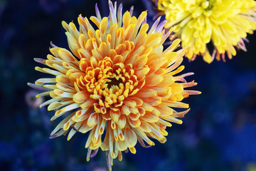 Obraz premium Beautiful chrysanthemum flower in an autumn garden, selective focus. Early morning, dew. Top view.