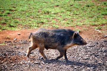 Wild Hog of Kauai Hawaii