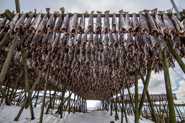 Dry Cod in Lofoten Island