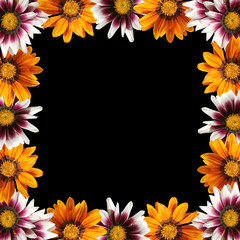 Beautiful floral background from Gazania 