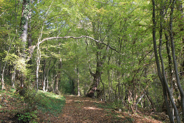 Obraz premium Осенний лес в Экопарке Воденицы (Болгария) 