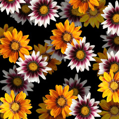 Beautiful floral background from Gazania 