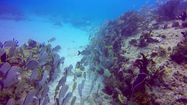 A schol of grunt fish swimming past a coral reef in the waters off Playa del Carmen.