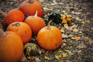 group of a yellow pumpkins on a ground. Autumn season images in natural colors