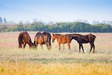 Alberese (Gr), Italy, horses grazing in the Maremma Regional Park