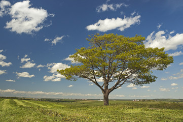 Fototapeta na wymiar Large tree in a field