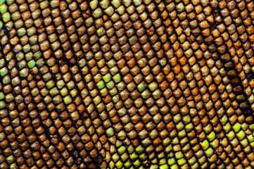 Macro photo of green Iguana scales