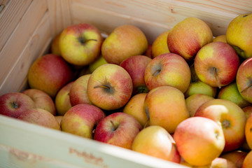 Red apples in a drawer. Side view. Autumn season time