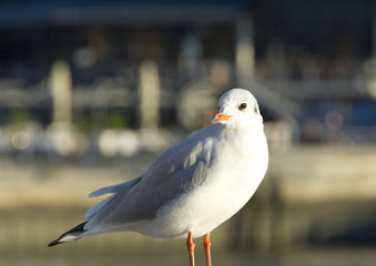 Seagull sitting in warm sunlight on wooden post