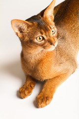 Fototapeta na wymiar Young ruddy abyssinian cat