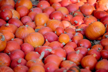 many red pumpkins on a ground, Side view. Autumn season harvest