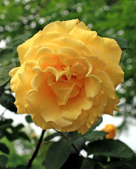 Yellow Climbing Rose
