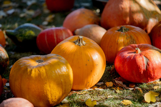 group of a yellow pumpkins on a ground. Autumn season images in natural colors