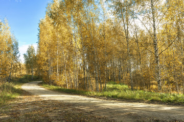 Obraz premium Road in the autumn forest
