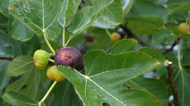 Ripening fruits of figs on the Ficus carica tree. Rainy weather.