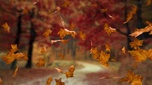 Seamlessly looping autumn leaves - Includes alpha