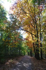 Obraz premium Waldweg unter bunten Bäumen mit Herbstlaub