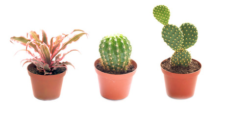 Three Potted Succulent or Cactus Isolated on White