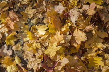 autumn leaves background