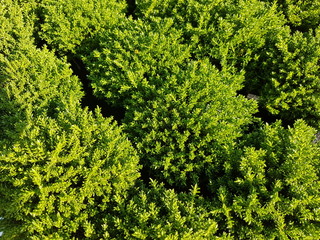 Die Hebe ist die ideale Pflanze, um Garten und Terrasse im Spätsommer noch einmal aufzupeppen